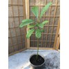 Avocado Fruit Tree Live Plant 25” Ready To Plant No