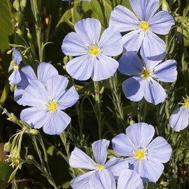 Everwilde Farms - 1000 Lewis Flax Native Wildflower Seeds - Gold Vault Jumbo Seed Packet