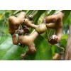 Buy Rare Seeds Hovenia dulcis | Japanese Raisin Tree |