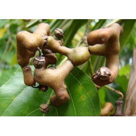 Buy Rare Seeds Hovenia dulcis | Japanese Raisin Tree | Honey-Tree | 20_Seeds