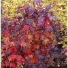 Ruslyn-in-The-Pink Japnese Maple Rich Red and Bronze Leaves - 1