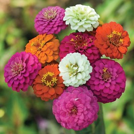 TomorrowSeeds - Pumila Mix Zinnia Seeds - 200+ Count Packet - for 2024 Dwarf Zinnias Garden Flower Rainbow Lilliput Pom Pom Pompon Sunflower Rose