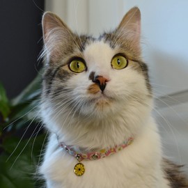 Necoichi Spring Blossoms Cat Collar (Pink) with Bell Safety Breakaway Soft Lightweight for Cats Kitty Kitten Japanese Stylish Pattern, No.1 Seller in Japan