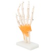 Human Hand Model Hand Joint Display Model for Patient Training
