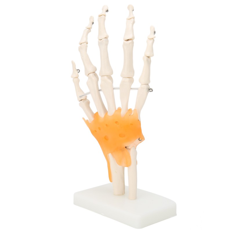 Human Hand Model Hand Joint Display Model for Patient Training