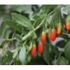 Goji Berry 5 Goji Berry Plant Cutting 6” Each Stick