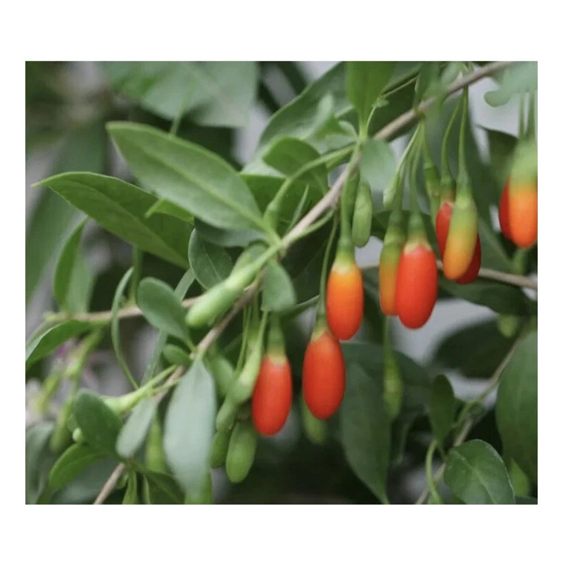 Goji Berry 5 Goji Berry Plant Cutting 6” Each Stick