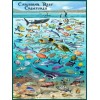 Franko Maps Caribbean Reef Creatures Poster - Beautiful illustrations of