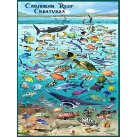Franko Maps Caribbean Reef Creatures Poster - Beautiful illustrations of tropical fish