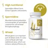 Fermented Wheat Germ Extract - 13 mg spermidine per Capsule
