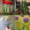 Plant Stake Support - 6 Pack, Garden Single Stem Support