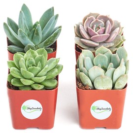Shop Succulents | Radiant Rosette Collection of Live Succulent Plants, Hand Selected Variety Pack of Mini Succulents | Collection of 40