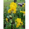 Bearded Iris 15 Bearded Iris Rhizomes – Easy to Grow,