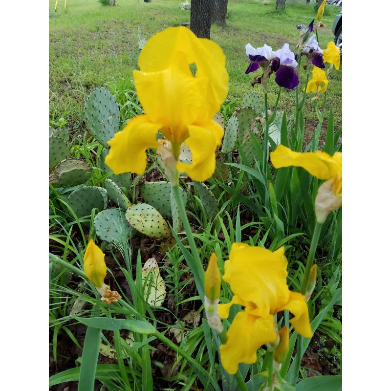 Bearded Iris 15 Bearded Iris Rhizomes – Easy to Grow,