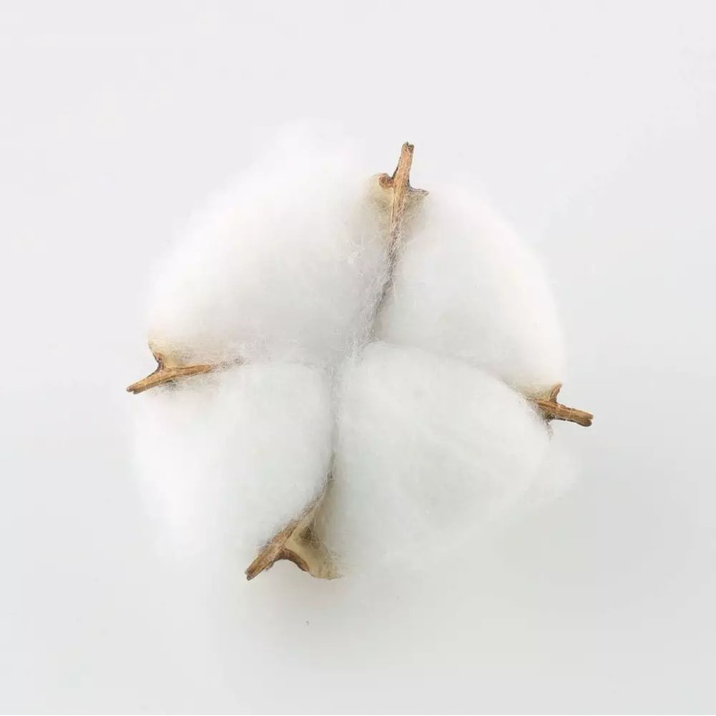 Tag 테그 코튼 볼 20PCS 천연 흰색 건조 포드로 농가