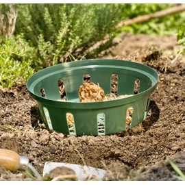 Windhager growing Gladioli Bowl, Green, 22 CM diameter, Pack of 3