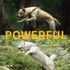 Dog Harness, No Pull Dogs Harness and Multi-Function Leash Set