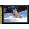 Bobcat Christmas card #80 - 1 card + 1 blank