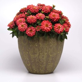 Outsidepride Zinnia Zahara Double Salmon Flower Seeds - 100 Seeds