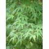 Tree Green Japanese Maple Green leaf Acer Palmatum 2-3' in height in an ABP container
