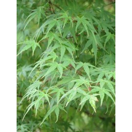 Tree Green Japanese Maple Green leaf Acer Palmatum 2-3' in height in an ABP container