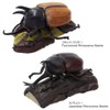 Carolata 3D Picture Book, Real Figure Box (Beetle / 6