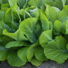 CHUXAY GARDEN Mustard Green Seed 2100 Seeds Florida Broadleaf Green Vegetable Fresh Taste Grows in Just Weeks