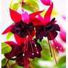 Mixed Fuchsia Flower Seeds Perennial Home Bonsai 100 Pcs Seeds
