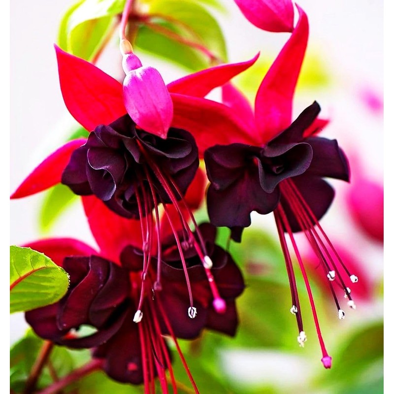 Mixed Fuchsia Flower Seeds Perennial Home Bonsai 100 Pcs Seeds