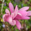 Generic Jane Japanese Magnolia, Deciduous, Cold Hardy, Ornamental, Pink Flowering,