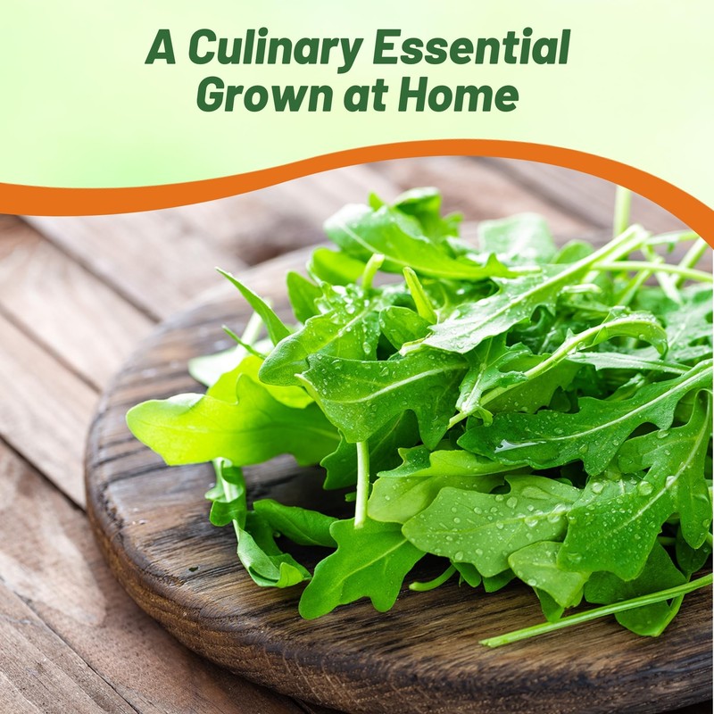 Outsidepride Arugula & Microgreens Seeds - 1/4 lb. Annual, Easy