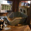 Rabbit Rabbits Meadow Container Hay Rack Food Bowl Rabbits Timothy