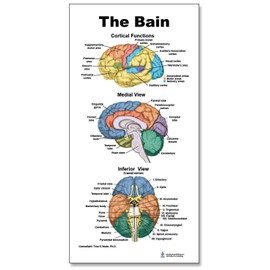 The Colorful Brain Mini Poster with X Stand