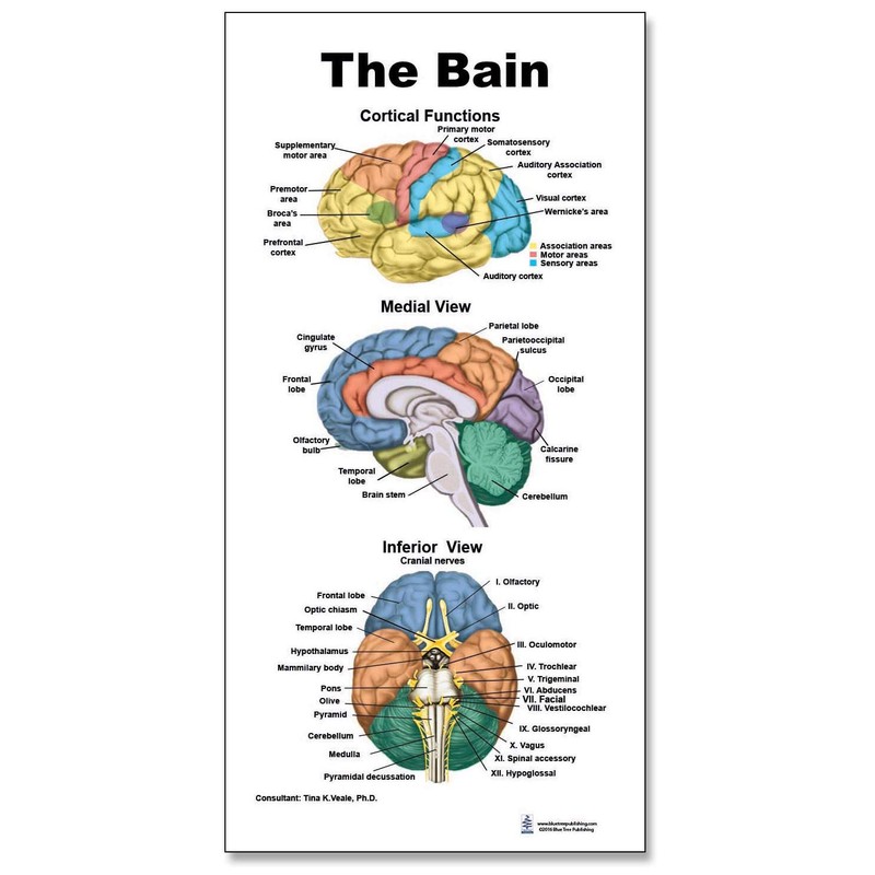The Colorful Brain Mini Poster with X Stand