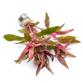 SubstrateSource Live Aquarium Red Stem Plants - Freshwater Aquatic Plant for Fish Tanks, Aquascaping - (Alternanthera Reineckii, 4 Bunches)