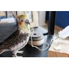Birdie Bill Realistic Bird Hard Type Toy Doll Figure (Cockatiel)