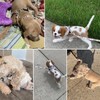 BINGPET Dog Harness, Collar, Leash Set, Dog Harness, Easy to