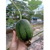 KSGARDEN 5 PCS TAIWAN APPLE LUFFA F1 SUPER SWEET ,