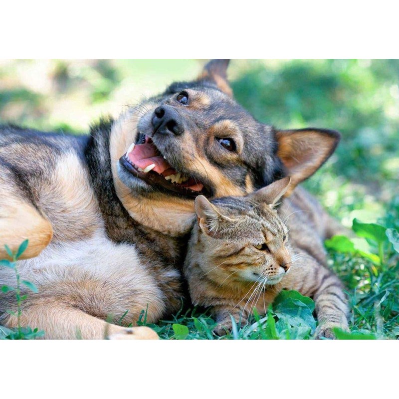 cat Immune Health - PET Immune Support - Dogs and