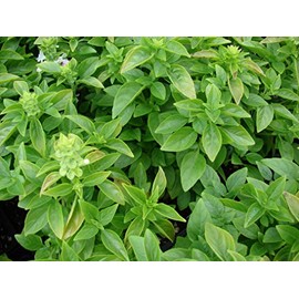 Basil Dwarf Greek Great Garden Herb Seeds by Seed Kingdom (100 Seeds)