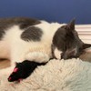 SPOT Shaggy Plush Ferret - Interactive Rattle and Catnip Fuzzy