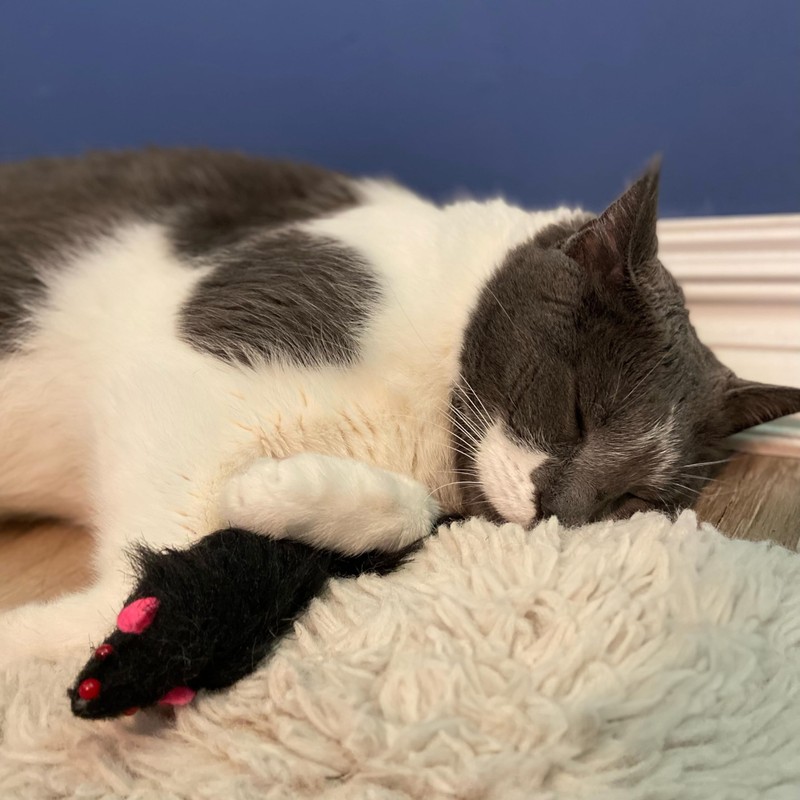 SPOT Shaggy Plush Ferret - Interactive Rattle and Catnip Fuzzy
