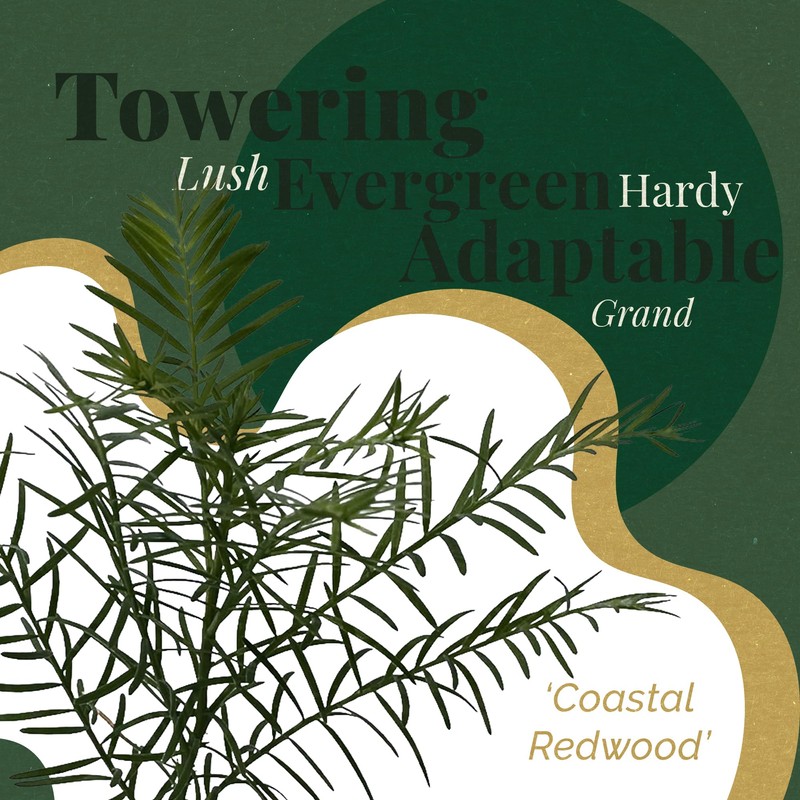 2 Coastal Redwood Trees – Live Plants – Sequoia sempervirens
