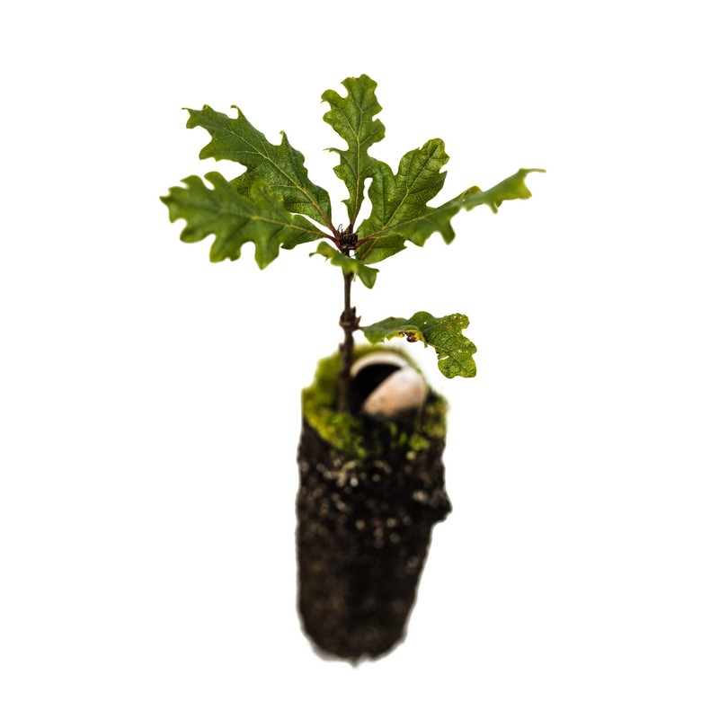 Oregon White Oak | Medium Tree Seedling | The Jonsteen