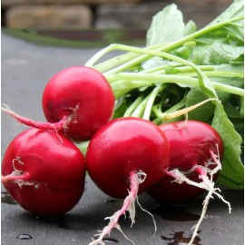 Fresh 50+ GERMAN GIANT RADISH SEEDS - HEIRLOOM - ORGANIC - NON GMO -- FRESH