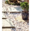 10 lbs White Pebbles for Indoor Plants, 0.8-1.2 Inch Small
