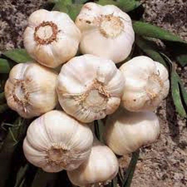 Garlic Bulb (7 Pack), Fresh California SOFTNECK Garlic Bulb for Planting and Growing Your OWN Garlic OR Great for Eating and Cooking