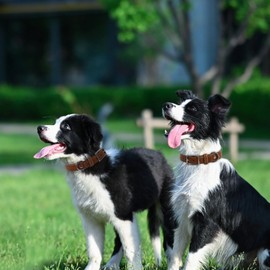 Genuine Leather Dog Collar, Heavy Duty Dog Collar with Sturdy Metal Buckle, Thick Collar for Walking, Hiking, Training, Hunting (S: Fit 9.6"-14" Neck)