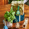 Modern Sprout Seed Salutations - Seed Type: Poppy