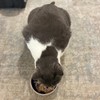 SPOT Ceramic Dish - Whisker-Friendly, Low-Edge Saucer for Cats, Birds,